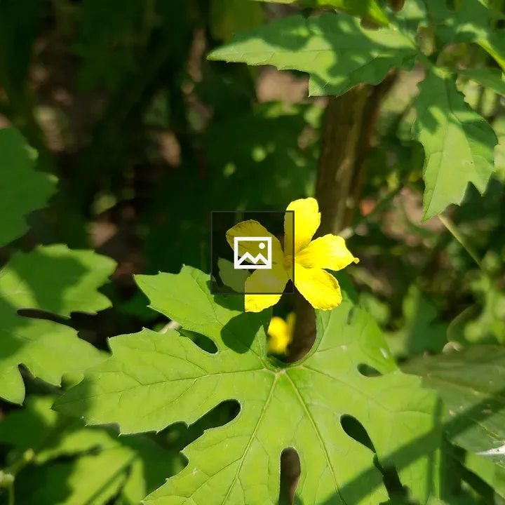 Yellow four-petaled flower