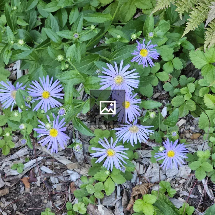 Purple daisy-like flowers