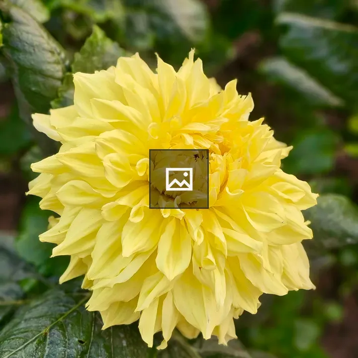 Yellow Dahlia Close-up