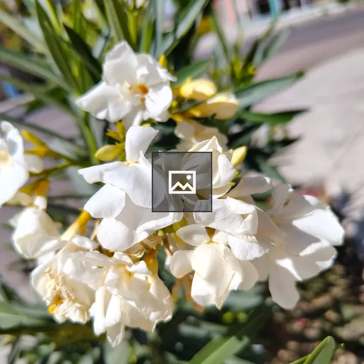 White oleander flowers cluster