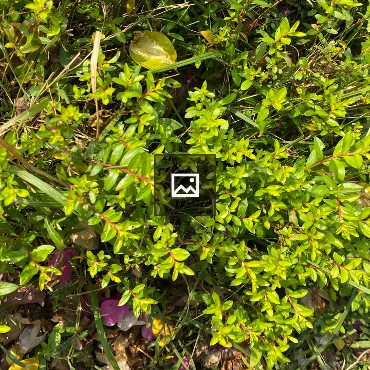 Groundcover with Fallen Petals