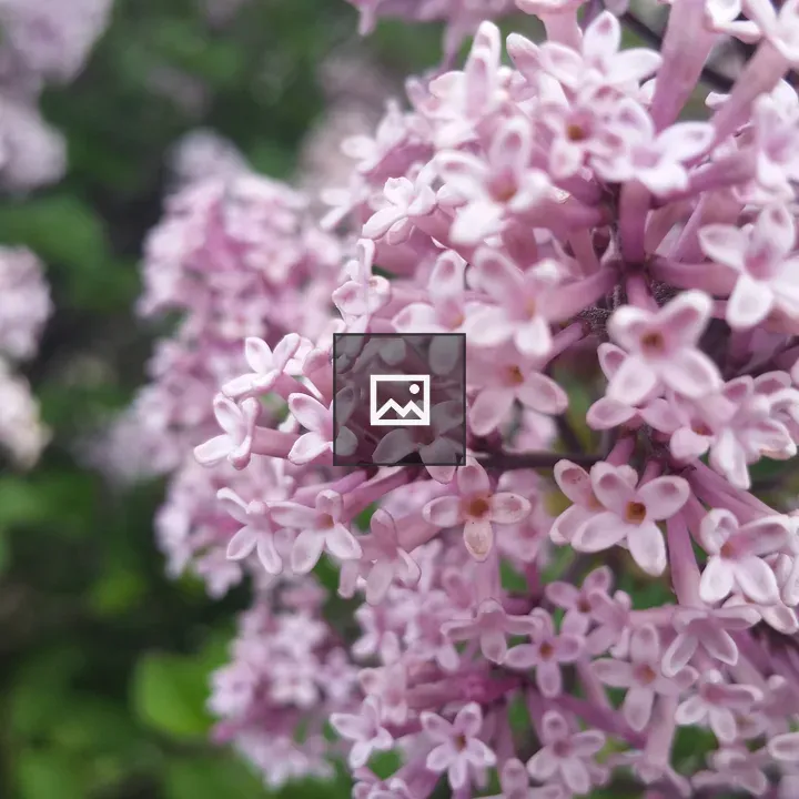 Lilacs in Bloom