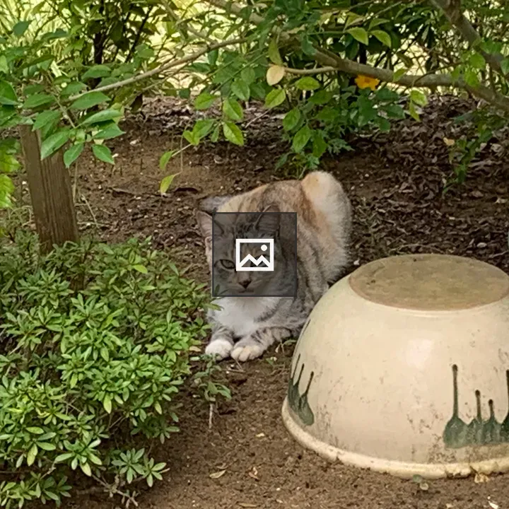 Cat in the Garden