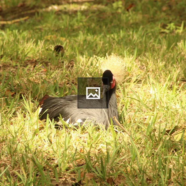 Cassowary bird at Zoo Miami