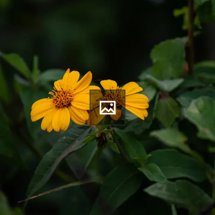 Deep yellow flower in evening light