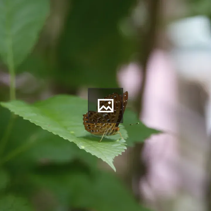 Butterfly on a Leaf