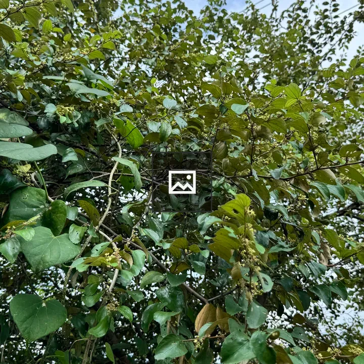 Tree canopy with green leaves and blossoms
