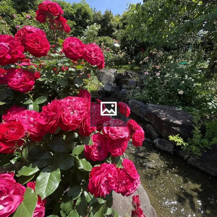 Pink Roses in Garden