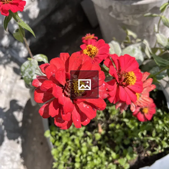 Red flower close-up in gray pot