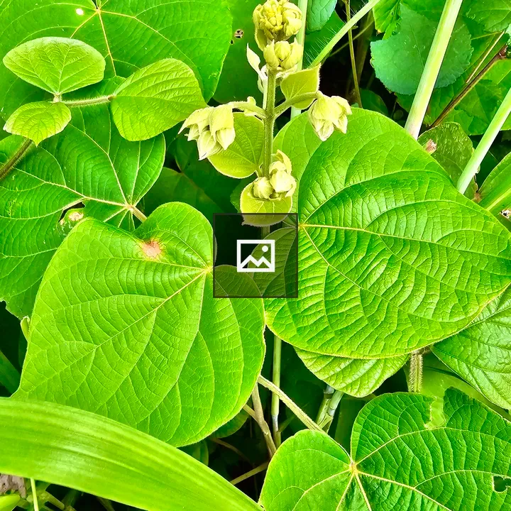 Clerodendrum infortunatum buds