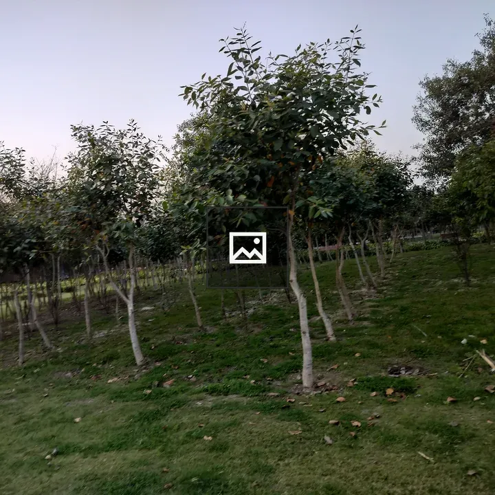 Serene field with green trees