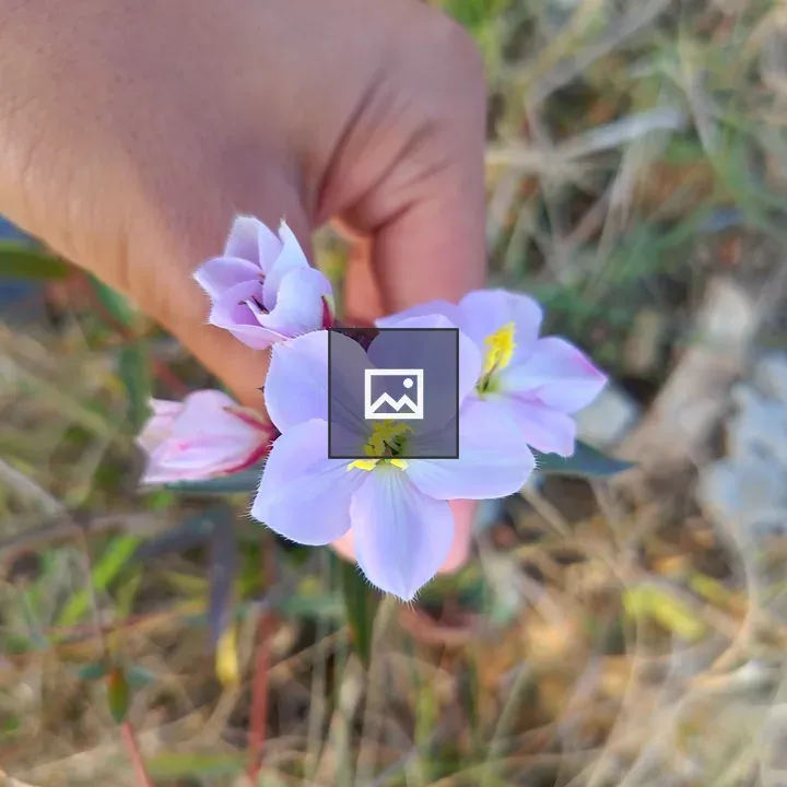 Hand Holding Pink Flowers