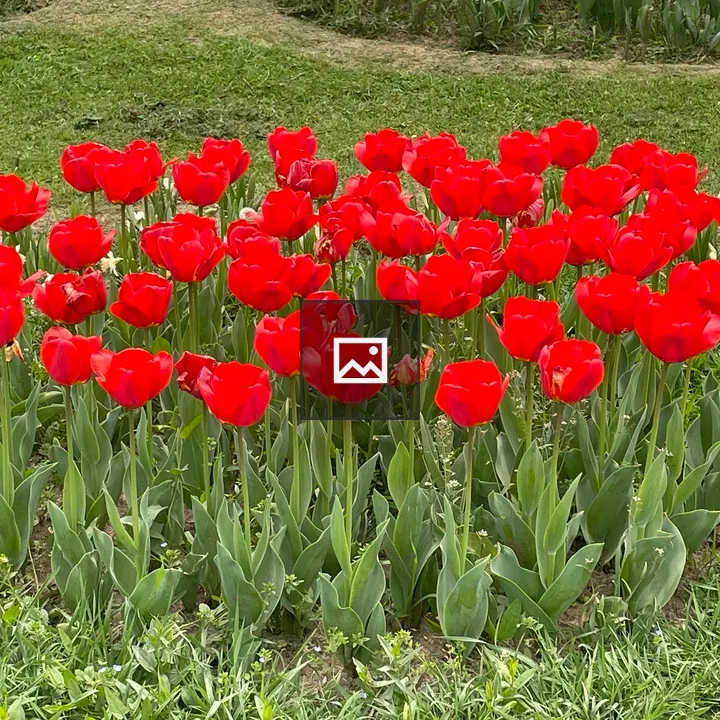 Tulips in Bloom Cluster