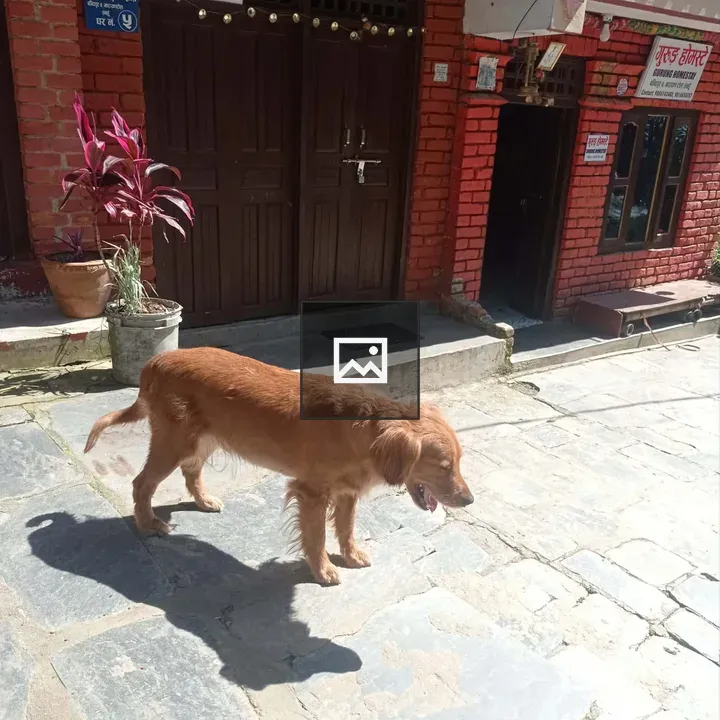 Golden retriever on stone path