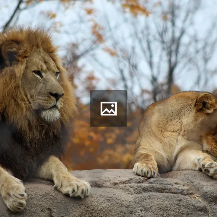 Lion and Lioness on Rock