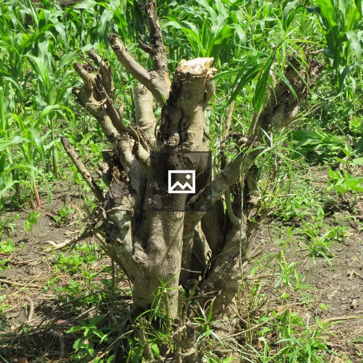 Grey stump with corn plants