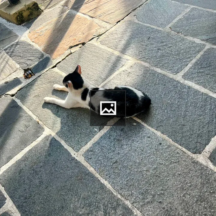 Black and White Cat on Stone Patio