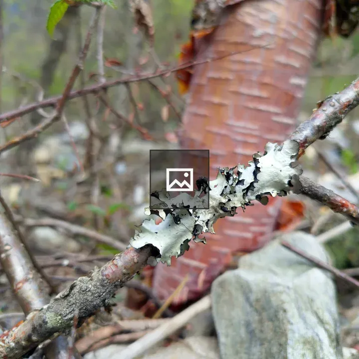 Close-up of lichen on twig