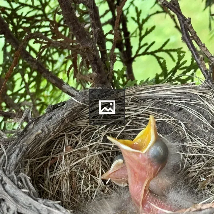 Nest with Baby Bird