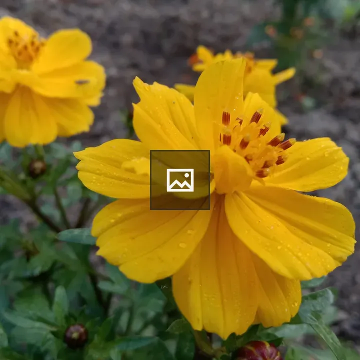 Lovely Sulphur Cosmos