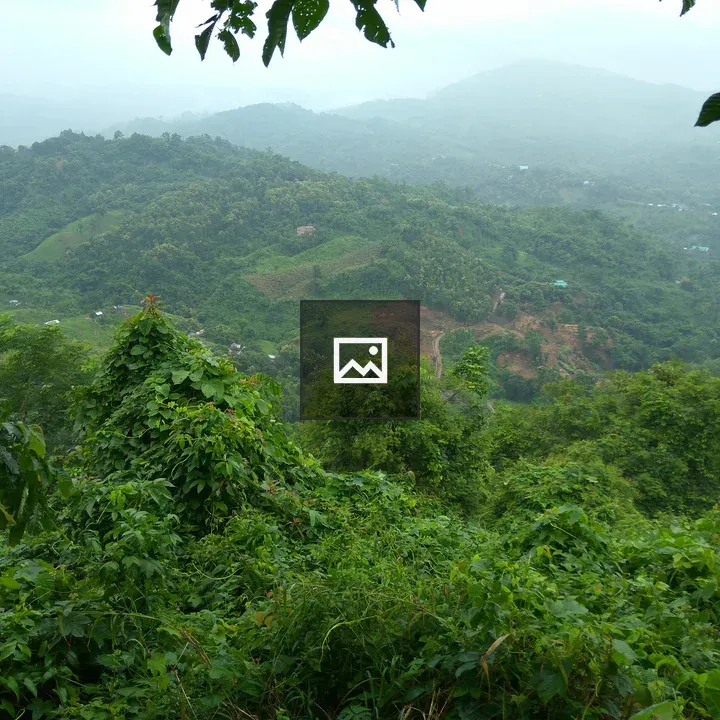 Mountains with Green Forest