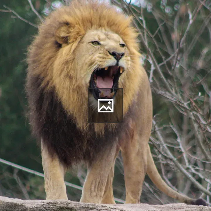 Lion Roaring