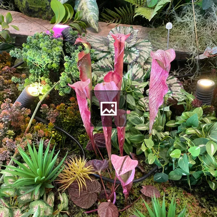 Sarracenia Purpurea Plant in Aquarium