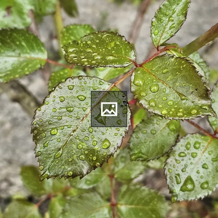 Green Rose Leaves with Droplets