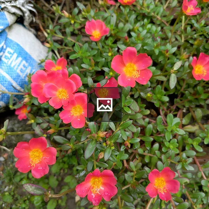 Bright pink flowers in green foliage