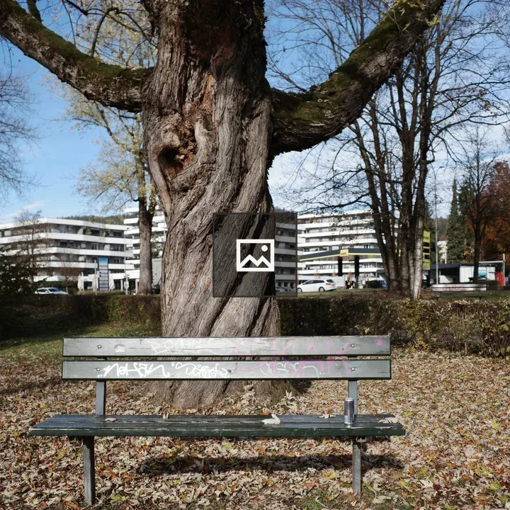 Park bench in front of old tree
