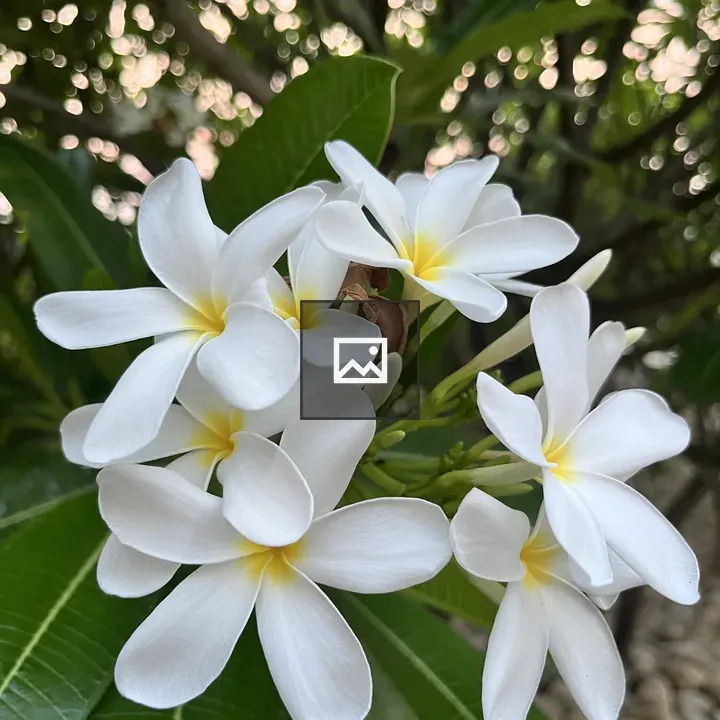Plumeria cluster with green leaves