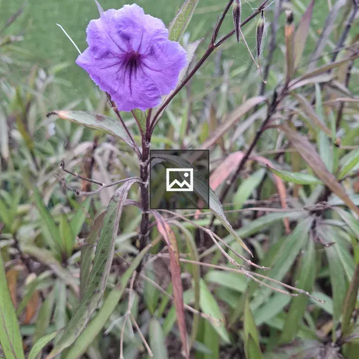 Purple flower with foliage