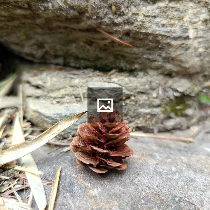 Pine cone on rocky surface