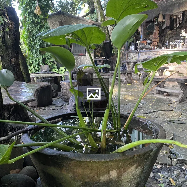 Stone bowl with water and plants