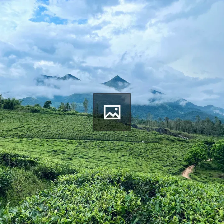Green tea fields hills