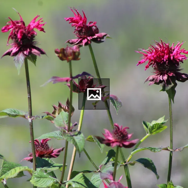 Flowers at Olfactory Farms in New York