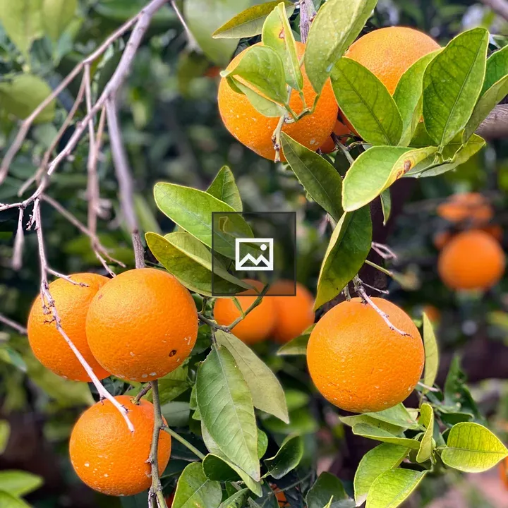 Oranges on a tree in Valencia