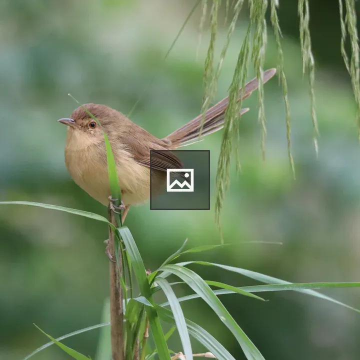 Plain Prinia on Grass Stem