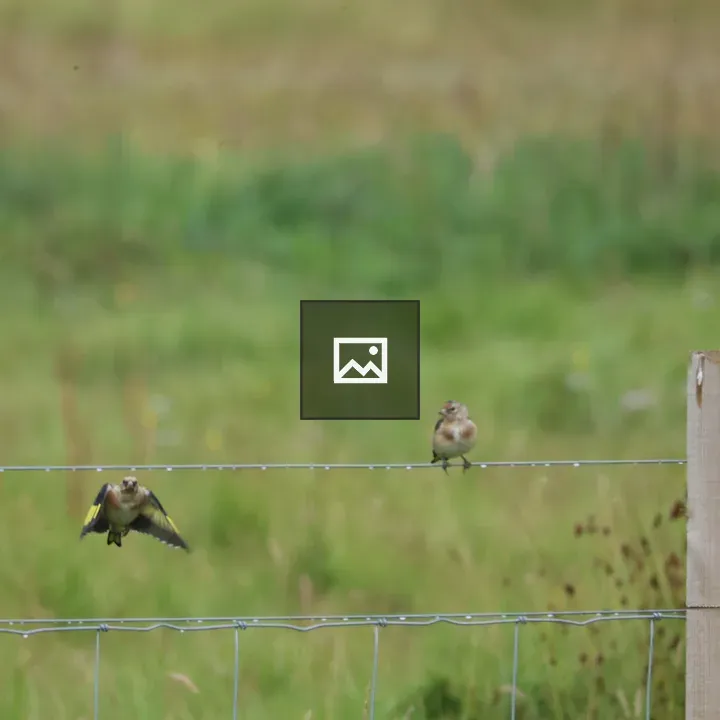 Goldfinch Landing on Fence