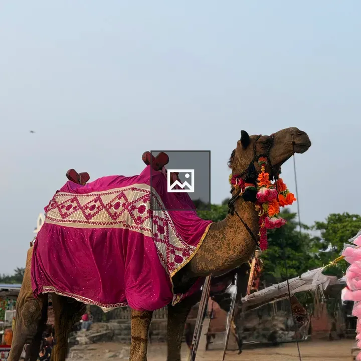 Camel on Sandy Ground