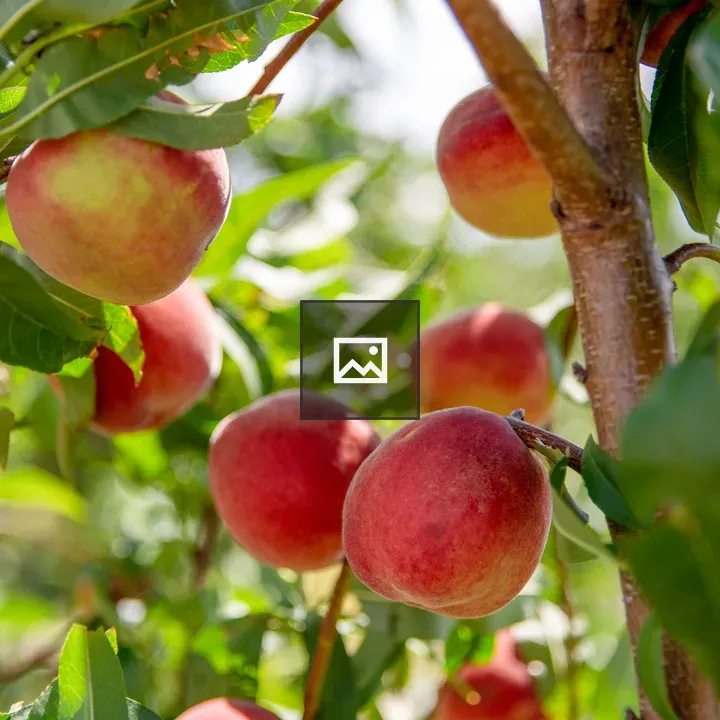 Inside a peach tree canopy