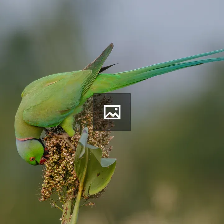 Rose Ringed Parakeet Feeding