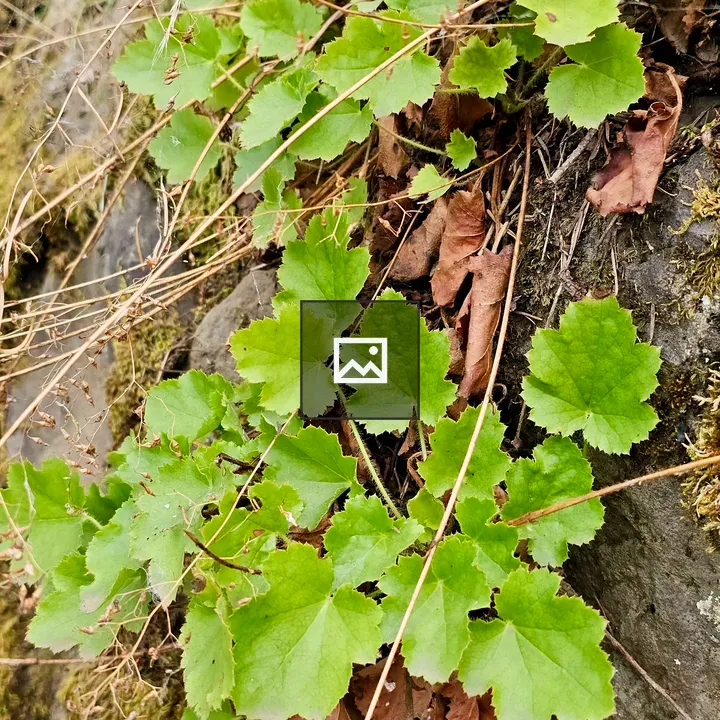 Foliage along shady trail