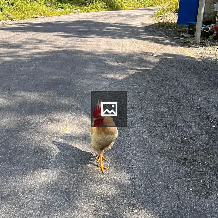 Chick with Red Comb by Roadside