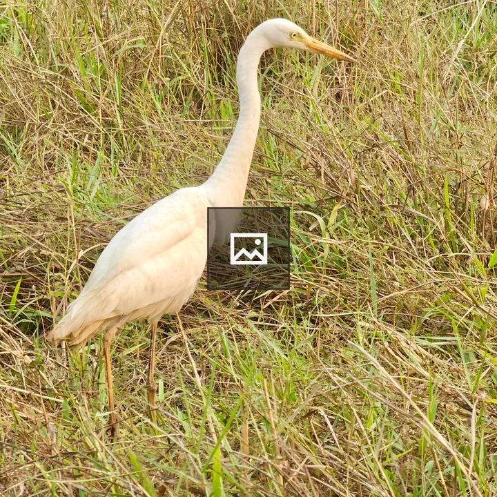 Egret in Grassland