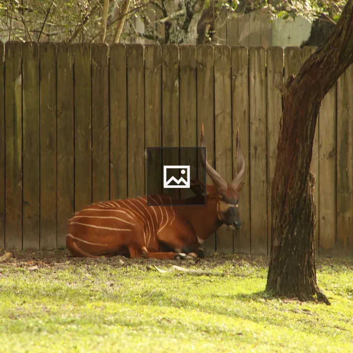 Bongo Antelope Resting by Fence