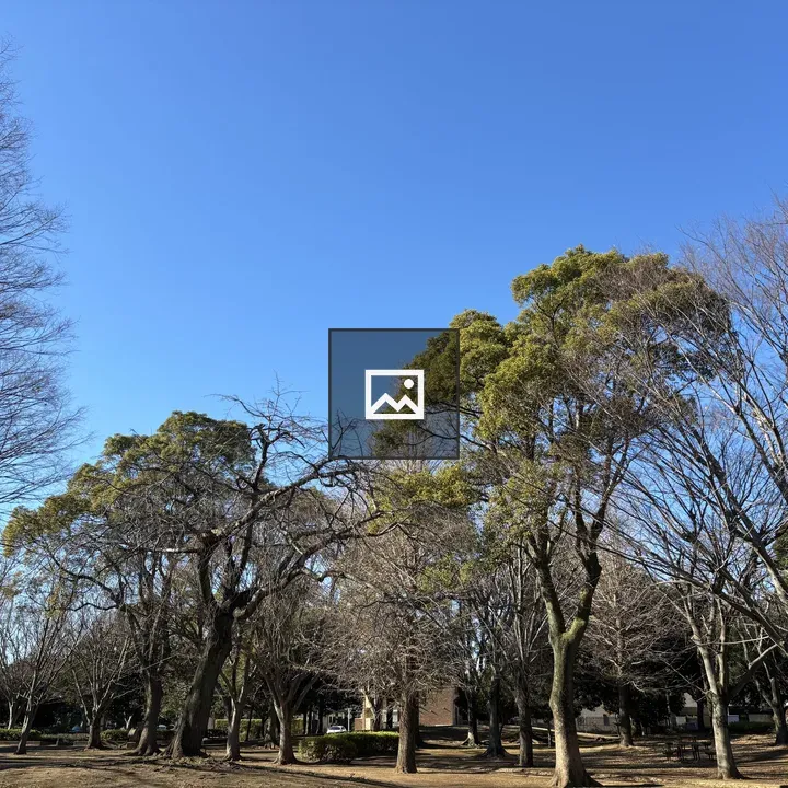 Park with Leafless Trees