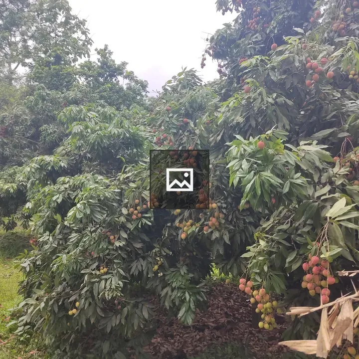 Ripe lychee on a tree