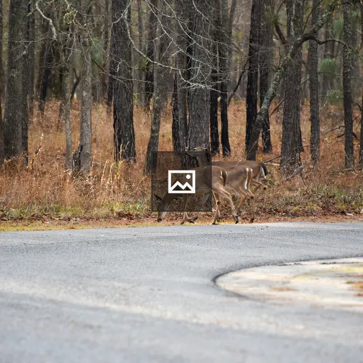 Three deer on a winding road