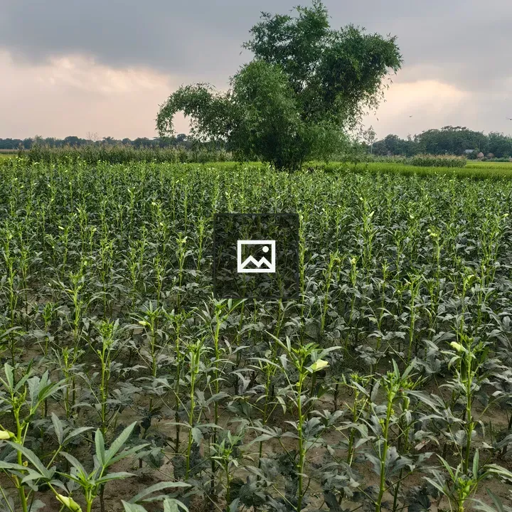 Okra field under cloudy sky